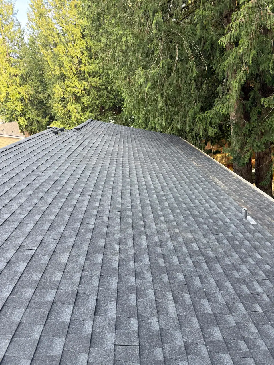 Finished charcoal shingles in the trees